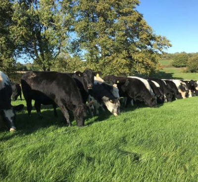 FS5 - Amazing Grazing