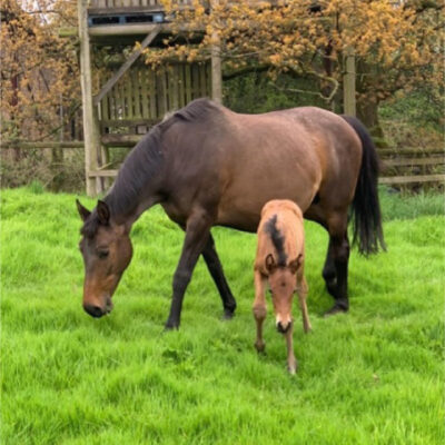FS7 - Horse & Pony Paddock Mixture