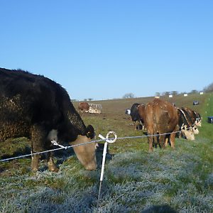 cows-farm