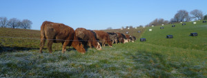 cows-field-eating-grass