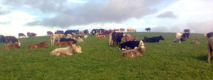 foxley-farm-cows