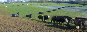 foxley-farm-cows