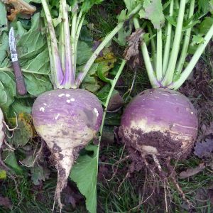 turnips2